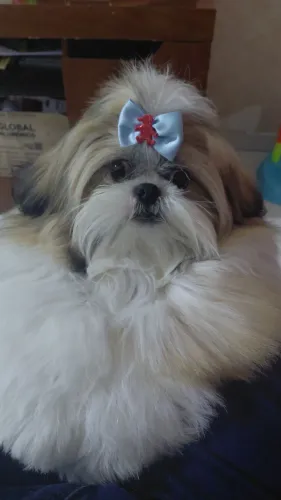 Shih tzu pra cruzar