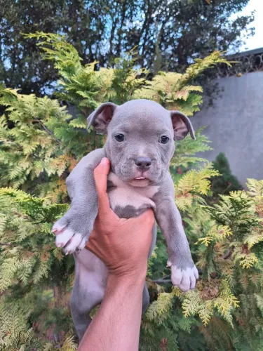 American bully Pocket Fêmea BLUE olhos azul