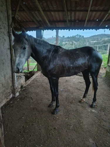 Cavalo quarto de milha