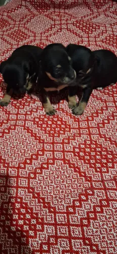 Pincher n 1 so tem.macho . BARBACENA e são João del rei 