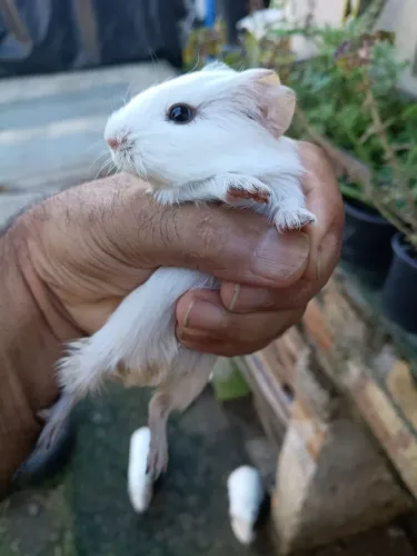 Porquinho da índia
