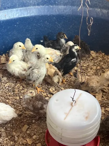 Filhotes de codornas,bantam japonese Nagasaki, codorna chinesa 