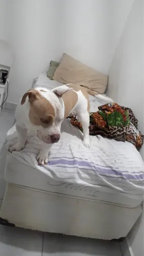 Duas cachorro American Bully