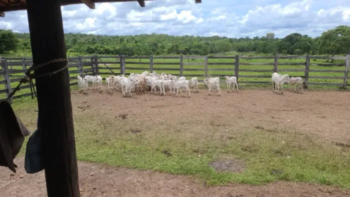  ALUGA-SE PASTO - FAZENDA EM GURUPI/TO