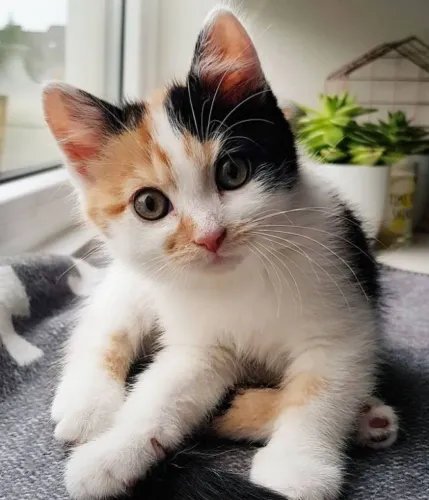 Gatinhas tricolores