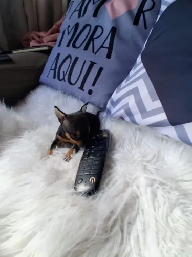 Pinscher Zero Fêmea Linda