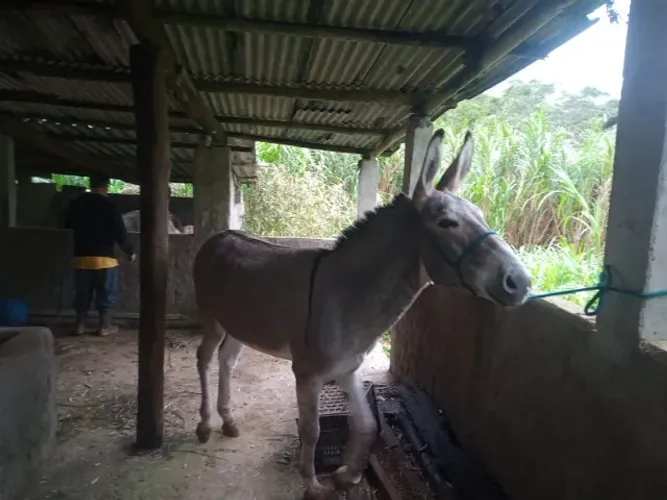 JUMENTO MARCHADOR