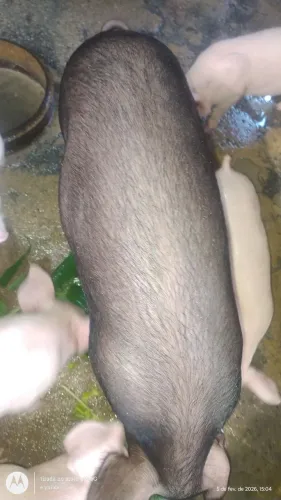 vendo porcos 