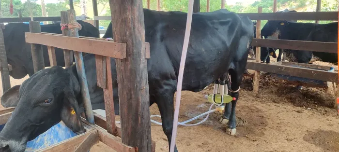 Vaca de leite 35 litro