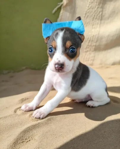 Pinscher Uma fofura para alegrar seu lar