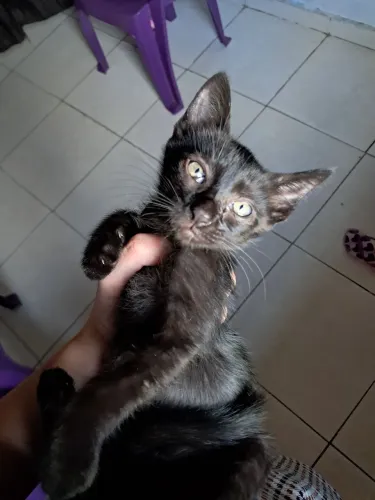 Gata fêmea pra adoção 