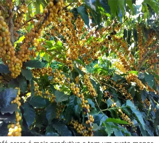Mudas de café araras enxertada e sem enxerto 