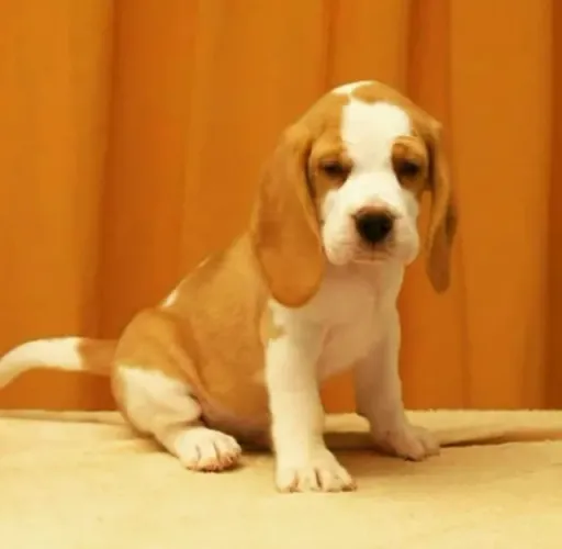 Filhotes de Beagle | Quem tem cachorro tem tudo.