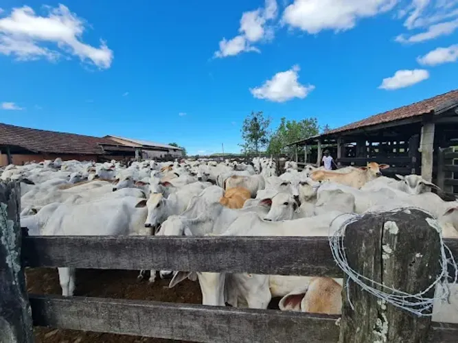 Fazenda 52 Alqueires em Araruama/RJ | Pecuária, Eucalipto e Alto Potencial Imobiliário