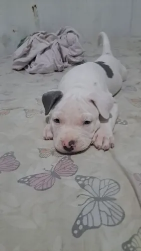 Filhote de pitbull 46dias de nascido
