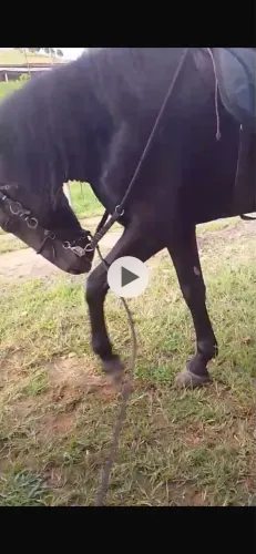 Cavalo Manga Larga Preto