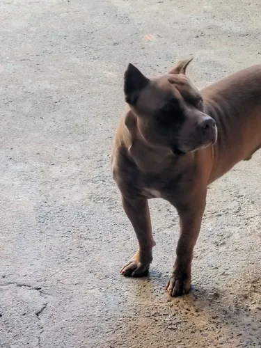 Vende filhotes de Pit Bull com Pit moster *