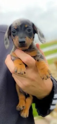 Teckel / Dachshund Alegria que se manifesta com naturalidade