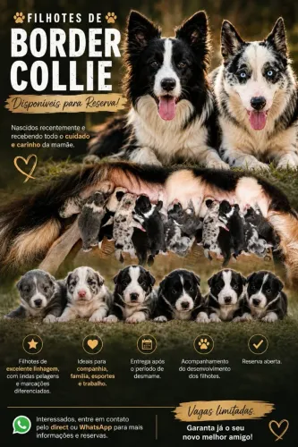 Filhote de border collie