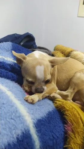 Fêmea Pet Chihuahua 