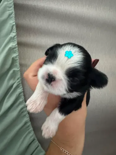 5 filhotes Shih Tzu puro disponível !!