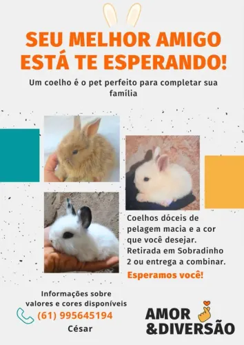 Filhotes de coelho