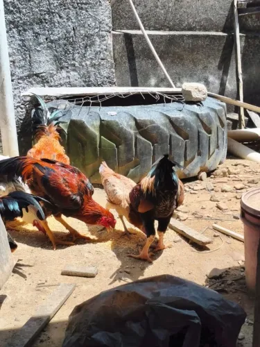 Frango
