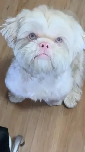 Vendo filhote de Lhasa Apso 5 meses