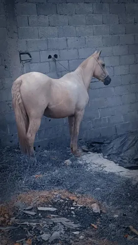 Cavalo