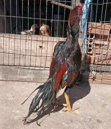 Galo índio