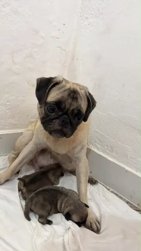 Pug