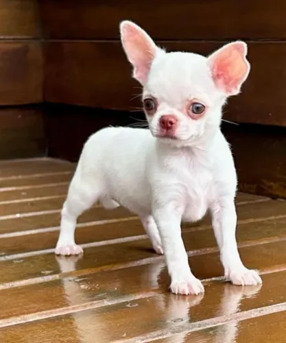 Chihuahua Mini