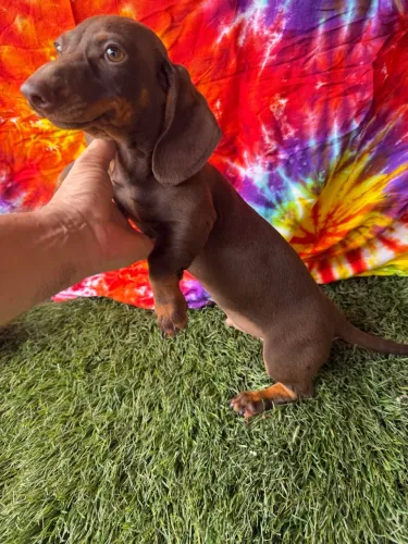 Dachshund machos - valor de ocasião até 27/10