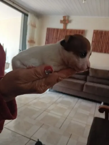 Filhote de pinscher femea