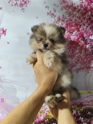 Lulu da pomerania macho Merle