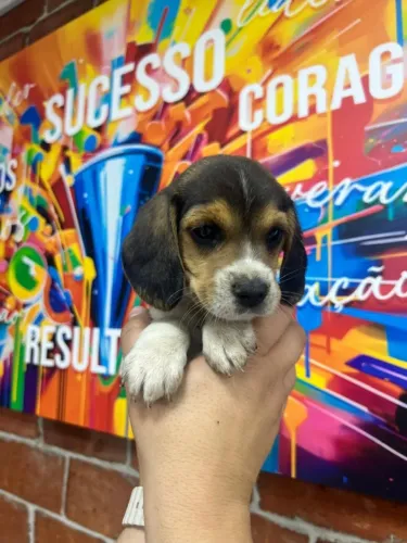 Beagle linda bem dócil