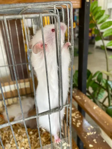 HAMSTER ANGORÁ 