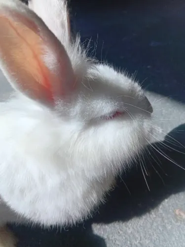 Vende-se coelho raça mini lion