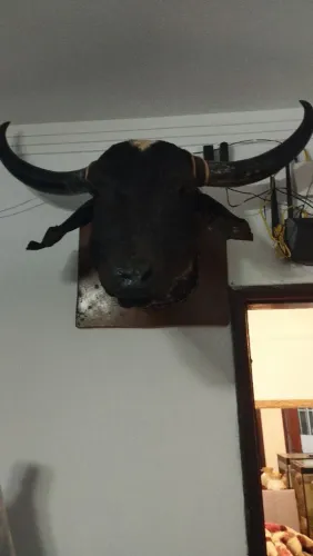 Vende-se cabeça de boi empanada 