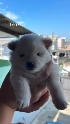Três lindas fêmeas lulu da pomerânia disponíveis 