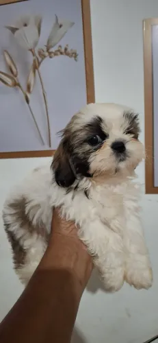 Shitzu fêmea e machinho disponível em BARBACENA