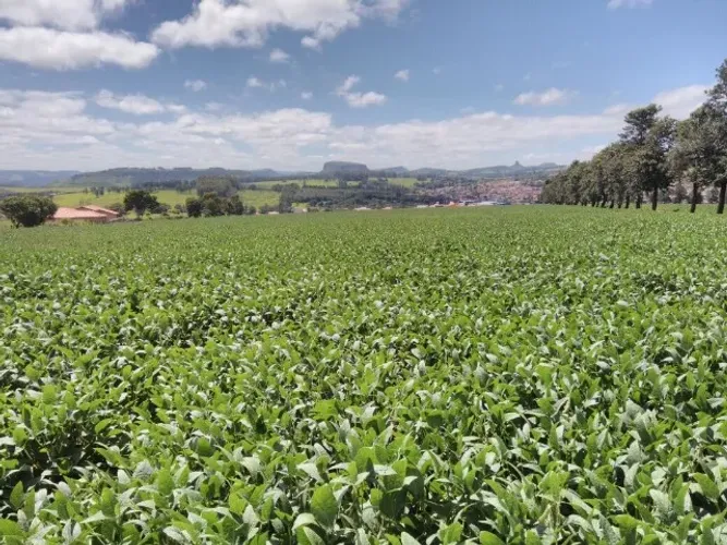 fazenda de arrendamento na região de nova Fatima