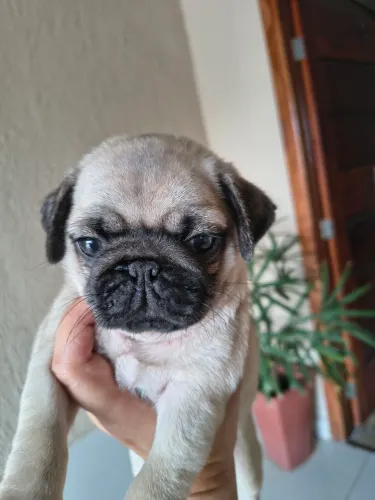 Filhote macho Pug com pedigree 