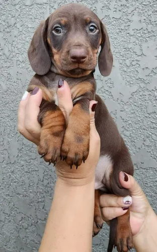 Lindissímos! Fihotes de Basset a Pronta Entrega.