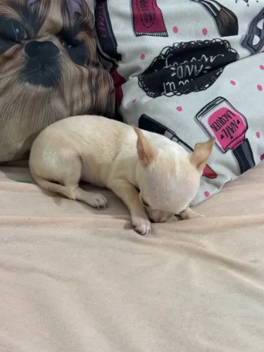 Chihuahua fêmea