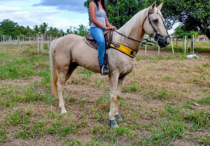 Vendo cavalo de vaquejada