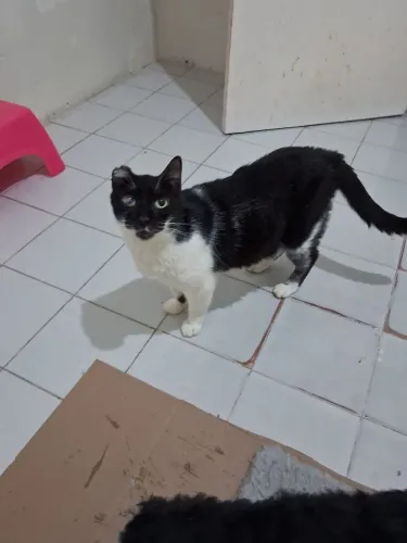 Gatos muito calmos e carinhosos para adoção