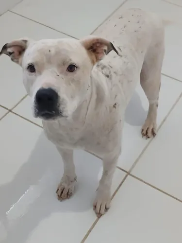 Fêmea castrada 2 anos