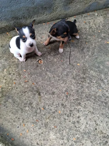 Filhotes de pinscher