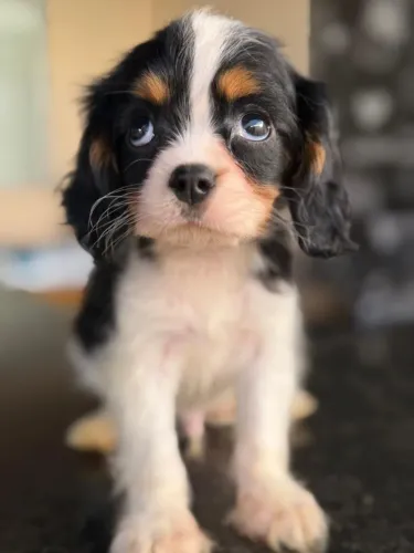 Cavalier filhotes disponíveis